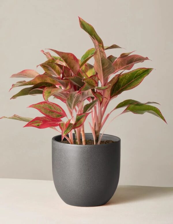 Aglaonema Red Plant