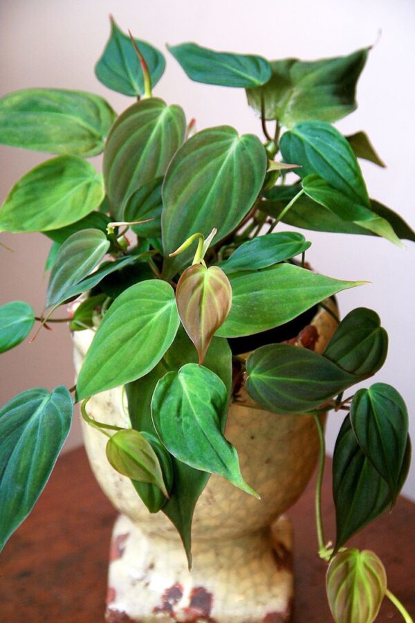 Philodendron micans