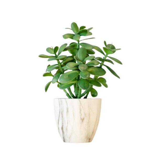 Jade Plant