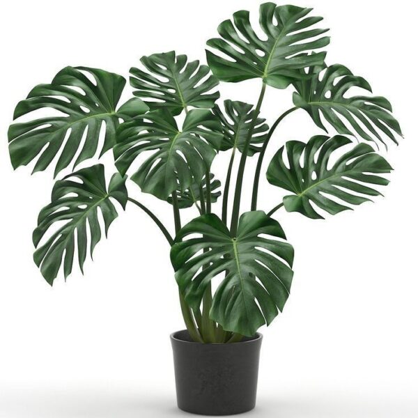 Monstera deliciosa