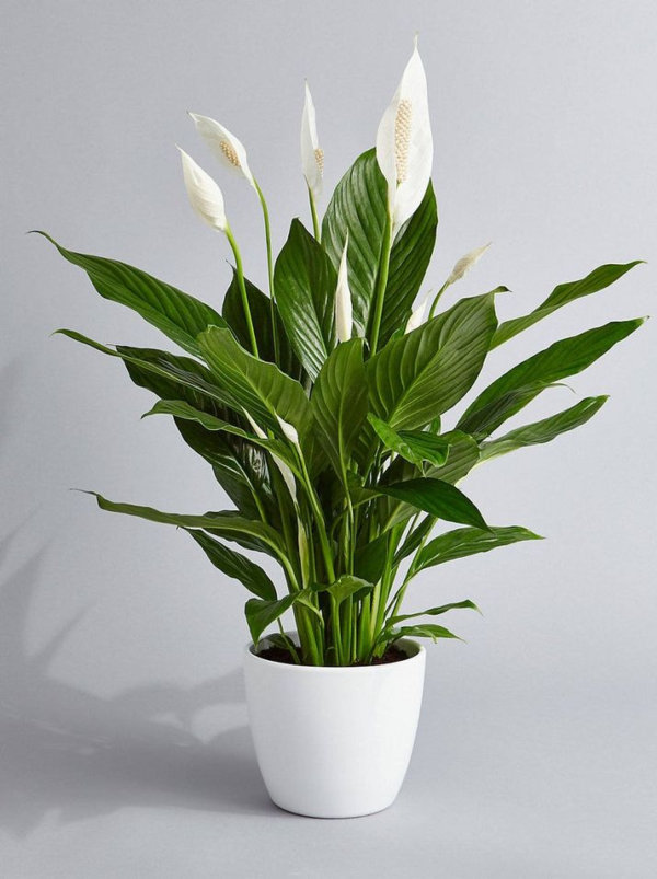 Peace Lily